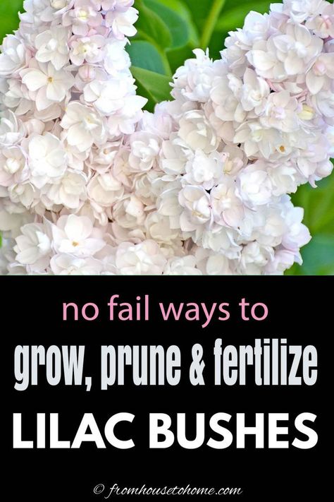 If you’re wondering how to plant lilacs, then read these awesome tips. They’re helpful ideas for a growing gorgeous lilac flowers. I am so saving these tips for growing lilac bushes to try myself soon!! | Perennial Garden Prune Lilac Bush, Bloomerang Lilac, Lilacs Flowers, Lilac Varieties, Lilac Plant, Lilac Bush, Lilac Bushes, Planting Pot, Full Sun Plants