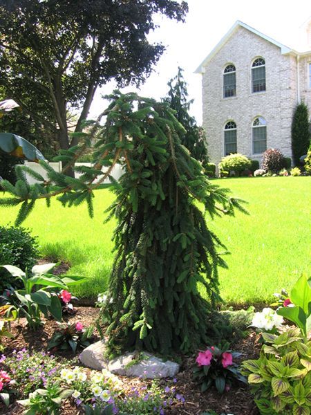 Weeping Spruce, Weeping Evergreen Trees, Weeping Norway Spruce, Cabin Landscape, Xeriscape Front Yard, Evergreen Landscape, Yard Makeover, Trees For Front Yard, Conifers Garden