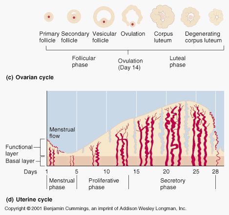 This image shows the three phases of the uterine cycle. During the first phase, the menstrual phase, menstruation occurs (shedding of endometrium - stratum functionalis lining). During the proliferative phase, the endometrial lining begins to build. During the secretory phase (after ovulation), the endometrium is at the optimal stage for implantation. Menstrual Phase, Mcat Study, Menstrual Period, Nursing School Notes, Reproductive System, Study Guides, Medical Science, Anatomy And Physiology, Baby Makes