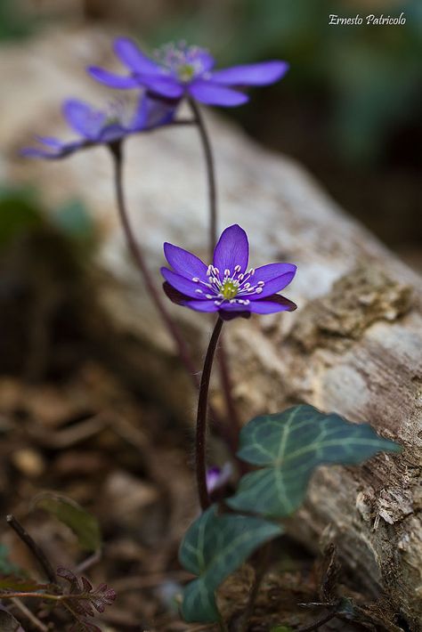 Anemone Hepatica, Hepatica Nobilis, Rock Flowers, Woodland Flowers, Woodland Garden, Foto Art, All Flowers, Shade Garden, Flower Pictures