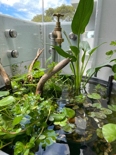 Indoor Goldfish Pond, Rice Fish Pond, Container Pond With Fish, Red Bedroom Decor, Container Pond, Sustainable Homestead, Mini Pond, Patio Pond, Garden Swimming Pool