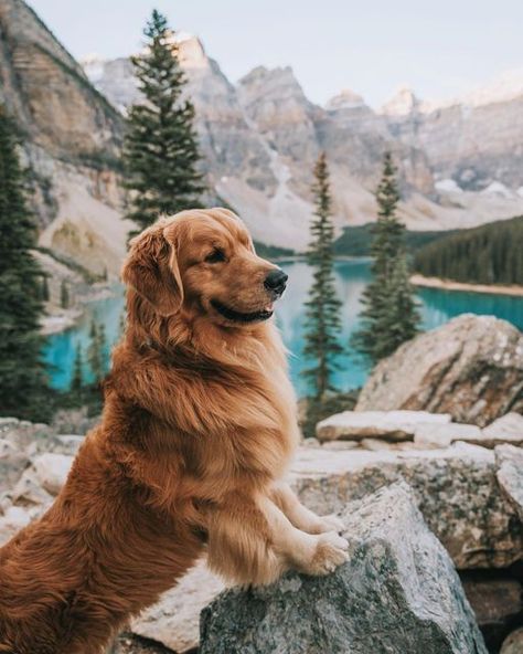 Hiking With Golden Retriever, Doggo Aesthetic, Dog Lockscreen, Goat Life, Hiking Dog, Golden Retriever Baby, Puppy Photography, Dog Day Afternoon, Hiking Dogs