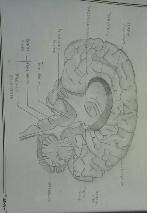 #brain The Brain Diagram, Organ Drawings, Diagram Of The Brain, Human Brain Drawing, Human Brain Diagram, Brain Pictures, Brain Diagram, Nursing School Inspiration, Brain Drawing