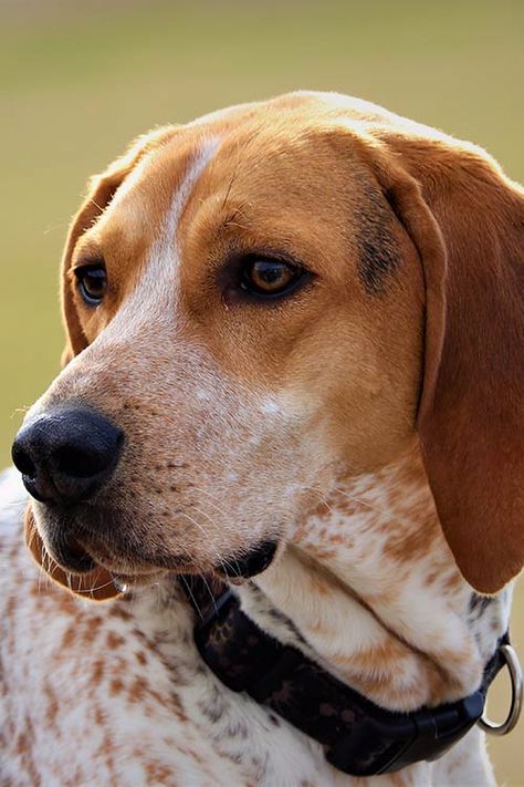 American Coonhound, Red Tick Coonhound, Pet Tattoo Ideas, Pet Drawings, Top 10 Facts, English Coonhound, American Foxhound, Every Dog Breed, Redbone Coonhound