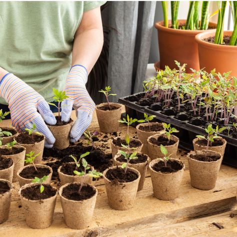 How To Transplant Tomato Seedlings Into Larger Containers - And When To Do It! Tomato Plant Food, Worm Castings Tea, Watering Tomatoes, Tomato Fertilizer, Tomato Seedlings, Growing Strong, Small Tomatoes, Tomato Garden, Tomato Seeds