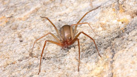 The Essential Oils That Help Keep Brown Recluse Spiders Out Of Your Home Spider Spray, Dangerous Spiders, Poisonous Spiders, Huntsman Spider, Recluse Spider, Brown Recluse Spider, Spider Venom, Types Of Spiders, Spider Species