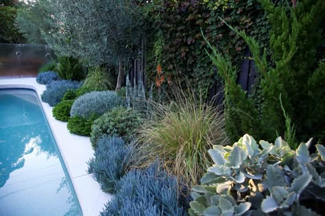 Modern Tuscan Villa, Sydney Landscape, Side Gardens, Planting Combinations, Modern Tuscan, Pool Plants, Silver Plant, Seaside Garden, Pool Landscape