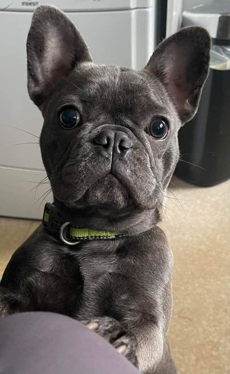 Bat Ears, Cute Bulldog Puppies, Cute Dogs Images, Soul Shoes, Frenchie Bulldog, Cute Animals Puppies, Very Cute Dogs, Really Cute Dogs, Cute Dog Pictures