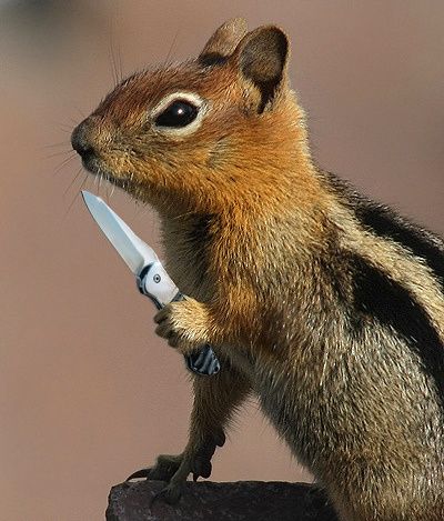 .....squirrel knife Squirrel Memes, Whitetail Deer Pictures, Squirrel Funny, Hunting Humor, Cute Squirrel, Funny Animal Jokes, Funny Animal Memes, Cute Memes, Animal Jokes