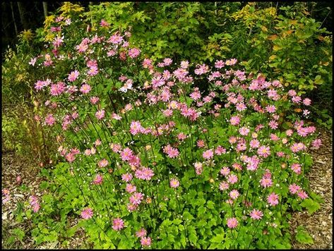 Anemone Hupehensis, Japanese Anemone, Shade Plants, All Flowers, Rock Garden, Flower Seeds, Anemone, Botanical Gardens, Spreads