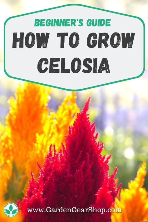 How To Grow Celosia 🌼 READ MORE @GardenGearShop.com << #gardengearshop #garden #gardening #growyourown #homegrown #backyard #seeds #plants #planting #grow Celosia Care & Celosia Seeds. Learn How To Care for Celosia: Celosia Sun or Shade, Celosia Fertilzer, Celosia Soil, Celosia Pests, Celosia Diseases Celosia Plant, Celosia Flower, We Outside, Garden Business, Plant Friends, Garden Perennials, Gardening Gear, Flower Garden Ideas, Future Garden