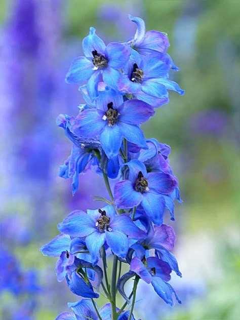 Plant Flower Larkspur - Free photo on Pixabay