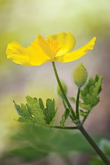 Stylophorum diphyllum Yellow Poppies, Wildflower Drawing, Spring Wildflowers, Unusual Flowers, Woodland Garden, Illustrated Map, Delicate Flower, Shade Garden, Raised Garden Beds