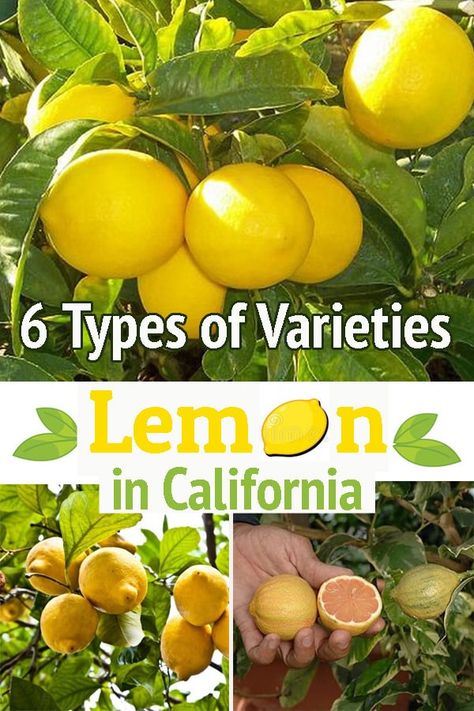 Growing a lemon tree is easy if you know about the variety. Learn about the best Types of Lemon in California and have tangy flavor in your dishes! Types Of Lemon Trees, Types Of Lemons, Growing A Lemon Tree, Eureka Lemon Tree, Growing Lemon Trees, Eureka Lemon, Vegetable Farm, True Lemon, Meyer Lemon Tree