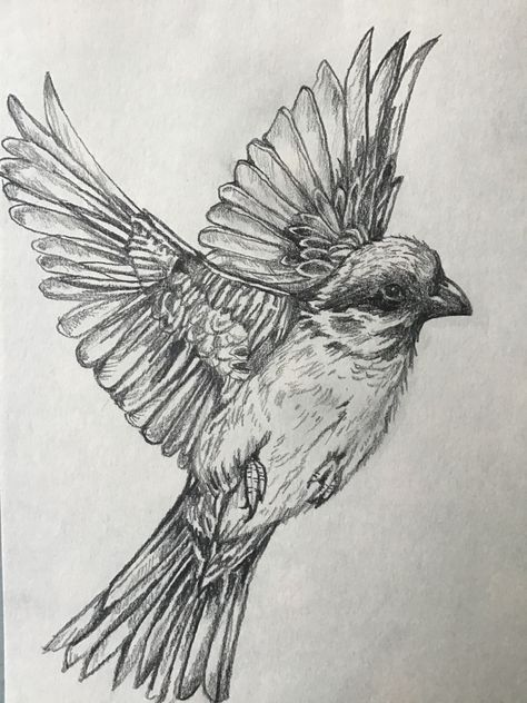 Pencil drawing. Bird Sketch Realistic, Flying Bird Drawing, Birds Drawing, Art Homework, Bird Sketch, Bird Drawing, Sketchbook Ideas, Bird Drawings, Birds Flying