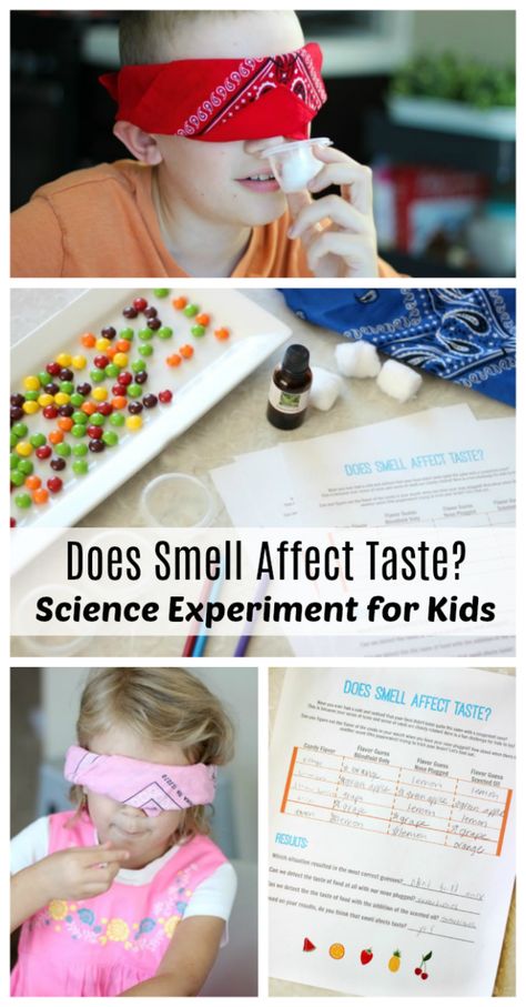 How Does Smell Affect Taste Science Fair, Senses Science Experiment, Smell Science Experiment, Senses Stem Activities, 5 Senses Experiments For Kids, 1 Hour Science Experiments, Does Color Affect Taste Science Fair, 5 Senses Science Experiments, Taste Buds Activities