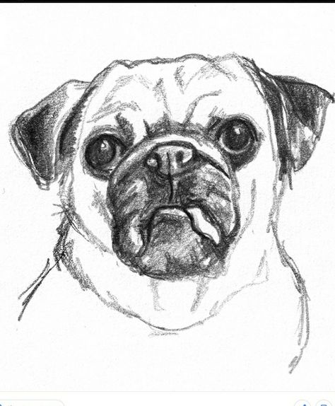 How loves pug?💓 Drawings Of Dogs, Dog Sketches, Dog Pencil Drawing, Sketch Head, Sketches Design, Plant Sketches, Puppy Sketch, Pencil Drawing Tutorials, Animal Drawings Sketches