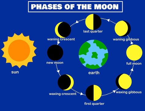 Eight Phases Of The Moon, Lunar Eclipse Project For Kids, Solar Eclipse Phases, Phases Of The Moon Project, Moon Phases Project, Solar System Cartoon, Moon Phase Project, Planets In Solar System, Moon Phases Pictures