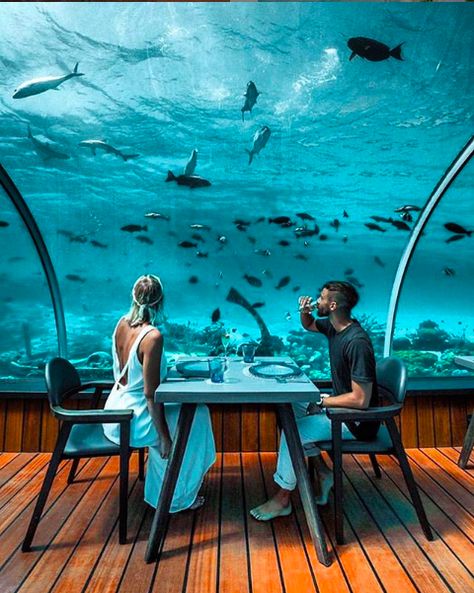 Maldives Honeymoon Package, جزر المالديف, Underwater Hotel, Underwater Restaurant, Best Travel Insurance, Maldives Honeymoon, Maldives Travel, Honeymoon Packages, Modern Restaurant