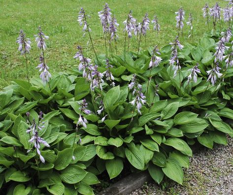 26 Best Plants That Grow in Shade Hosta Plantaginea, Hosta Sieboldiana, Plantain Lily, West Facing Garden, Climbing Hydrangea, Ground Covers, Hosta Plants, Specimen Trees, Shade Flowers