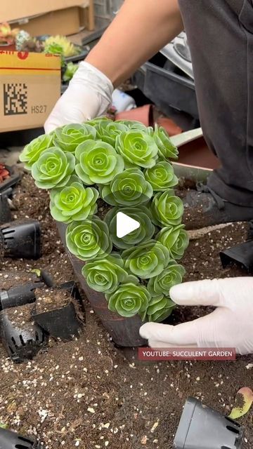 Succulents In Big Pots, Garden Succulents Ideas, Succulents In Pots Ideas, Succulent Diy Ideas, Suculents Pot Ideas, Succulent Nursery, Succulent Garden Ideas, Succulent Ideas, Potted Succulents