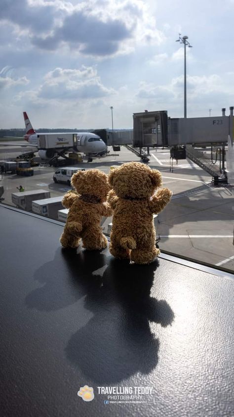 Teddy Photography, Traveling Teddy, Teddy Photos, Flat Color Palette, Teddy Bear Wallpaper, Teddy Bear Pictures, Turkish Airlines, Adventure Photos, Bear Wallpaper