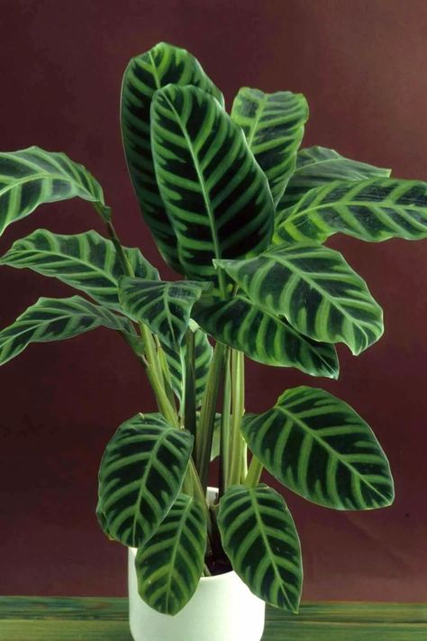 Dieffenbachia Houseplant, Lucky Bamboo Plants, Zebra Plant, Calathea Plant, Houseplants Indoor, Jade Plants, Indoor Flowers, Bamboo Plants, Beautiful Flowers Garden