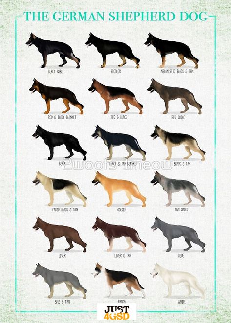 Here is a useful color chart showing some of the most popular GSD colors. #Just4GSD #GSD #GermanShepherd Dog Breeds Chart, German Shepherd Colors, Dog Chart, German Dog Breeds, Dog Breeds List, Shepherd Dog Breeds, Dog Whisperer, Black German Shepherd, Puppy Names