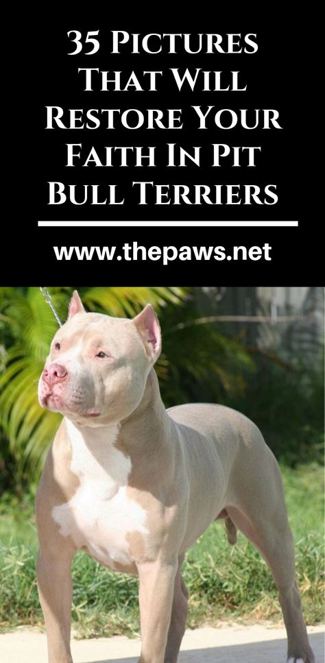 Put Bull Dogs, Ear Cropping Styles Pitbull, Pitt Bulls Dogs, Pit Bulldog, American Pitbull Terrier Puppy, Pitbull Dog Names, Pit Puppy, Big Pitbull, Pit Bull Dogs