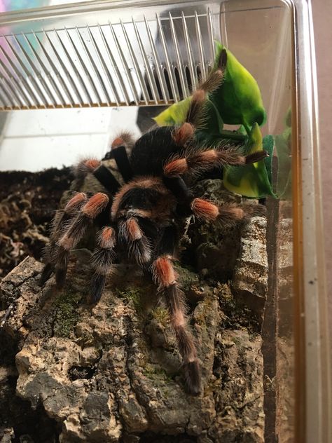 Austin.. the Mexican red knee tarantula... Brachypelma hamorii Red Knee Tarantula, Mexican Red Knee Tarantula, Mexican Red Rump Tarantula, Texas Brown Tarantula, Caribena Versicolor Tarantula, Mexican Redknee Tarantula, Tarantula Owner Memes, Pets 3, Austin