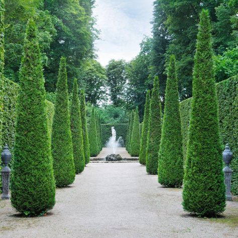 Thuja Occidentalis Smaragd, Rosemary Garden, Privacy Landscaping Backyard, Modern Garden Landscaping, Emerald Green Arborvitae, Thuja Occidentalis, Big Trees, Hedging Plants, Front Garden Landscape