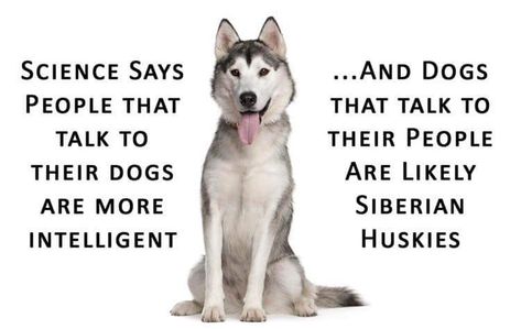 That would be our dog Odie. He loves to talk a lot 😆 Husky Quotes, Husky Humor, Husky Breeds, Alaskan Husky, Husky Pics, Husky Funny, Husky Mom, Husky Lover, Siberian Husky Dog