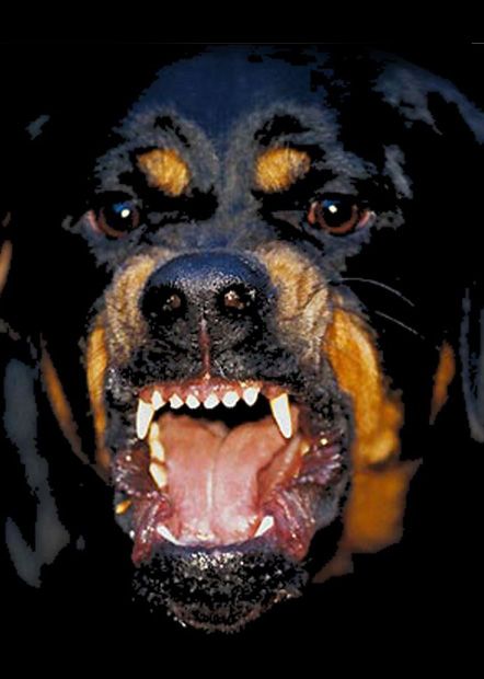 Givenchy Rottweiler Dog Angry, Angry Art, Rottweiler Tattoo, Rottweiler Love, Puppy Grooming, Scary Dogs, Dangerous Dogs, Dog Suit, Tibetan Mastiff