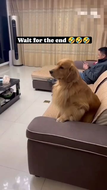 Golden Retriever Funny Videos, Golden Labrador Puppies, Golden Retriever Gif, Puppies Labrador, Pure Breed Dogs, Golden Retriever Funny, Animal Humour, Pet Paradise, Golden Puppy