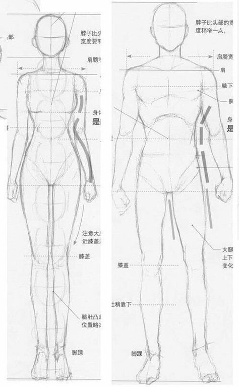 Person And Animal Drawing Reference, Leg Drawing Anatomy, Reference Anatomy Human Figures, Human Body Anatomy Sketch, Semi Realistic Anatomy, Realistic Anatomy Reference, How To Draw Bodies Realistic, Human Atanomy Art, Body Ratio Drawing