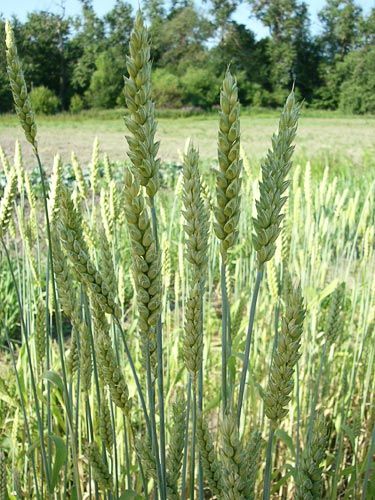 Trigo Común (Triticum Vulgare). Green Wall Plants, Dog Friendly Garden, Tian Shan, Winter Wheat, Fruit Plants, Exotic Plants, Plant Wall, Green Wall, Cactus Plants