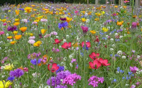 Flower Meadow Farbenpracht Summer - Free photo on Pixabay Origanum Majorana, Wild Flower Meadow, Long Flowers, Flower Meadow, Echinacea Purpurea, Fruit Seeds, Wildflower Garden, Meadow Flowers, Grass Seed