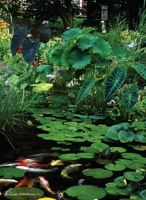 Which type of pond owner are you? Do you love fish and enjoy keeping koi as pets? Or maybe you’re an avid gardener that desired a pond so you could expand your outdoor plant and flower options. The majority of pond owners want a pond in order to enjoy its overall beauty in addition to… The post Why You Need Plants in Your Pond: An Important Part of the Ecosystem appeared first on Aquascape, Inc.. Outdoor Pond Ideas, Pathways Garden, Container Pond, Fish Pool, Japanese Garden Ideas, Arbor Trellis, Dream Villa, Trellis Fence, Lighting Garden