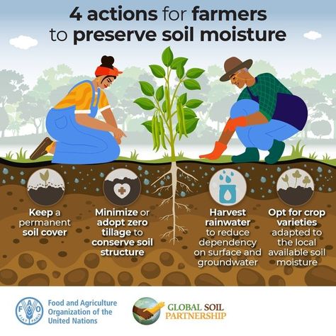 FAO Land and Water su X: "Every drop counts! 💧 Explore 4️⃣ actions farmers can take to preserve the water in our #soil. Join the official #WorldSoilDay celebration on 5 Dec for more insights, soil prizes and contest announcements 🏆🌱🎉 #SoilAction #SoilHealth Register👉🏿https://t.co/tOg8C4tU7i https://t.co/E65LDD7j6x" / X Farming Land, Soil And Water Conservation, Farm Land, Soil Health, Water Conservation, The Locals, Agriculture, Farmer, Soil