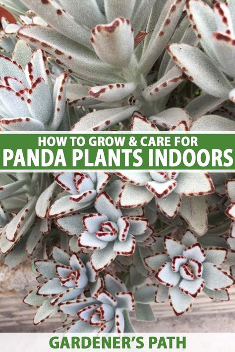 Florida Plants Landscaping, Panda Plant, Succulent Garden Landscape, Green Backyard, Succulent Species, Florida Plants, Household Plants, Succulent Garden Diy, Indoor Plant Care