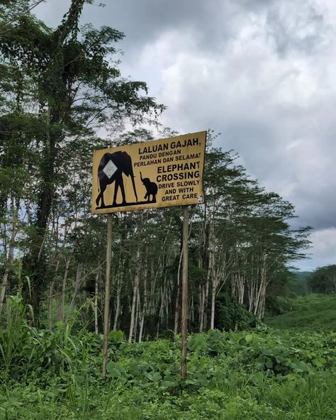 We spent 10 days driving a loop around Sabah, Borneo 🌴🦧 🐘 Exploring down dirt roads, searching high and low for wildlife and planning each stay on the day so we had the complete freedom to go anywhere. I'm so glad we rented a car and did it our way. We found amazing Malaysian food at a vegetarian restaurant around Sandakan, saw so much wildlife at our homestay in Kinabatangan and explored small towns that typically get skipped on the "Highlights of Borneo" tours. There will be a bigger... Sandakan, Dirt Roads, Vegetarian Restaurant, Malaysian Food, Dirt Road, Rent A Car, Digital Nomad, Small Towns, 10 Days