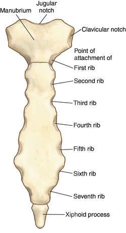 Sternum | definition of sternum by Medical dictionary Sternum Bone Anatomy, Sternum Drawing Anatomy, Sternum Anatomy, Bio Diagrams, Skeletal System Anatomy, Human Body Vocabulary, Anatomy Stickers, Anaerobic Respiration, Human Skeleton Anatomy