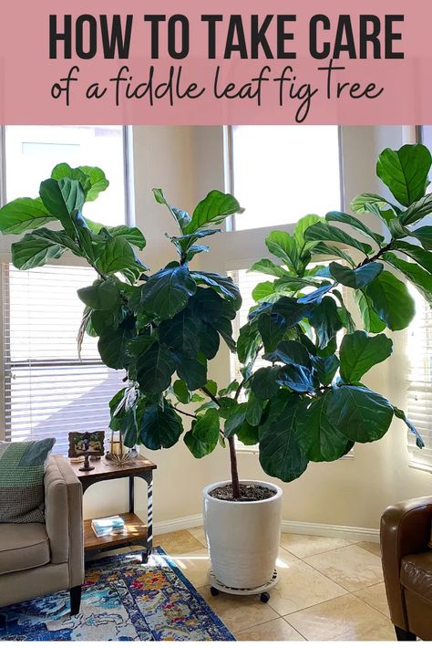 How To Take Care Of A Fiddle Leaf Fig Tree - The Fitnessista Fiddle Leaf Tree Care Brown Spots, Caring For Fiddle Leaf Fig, How To Prune Fiddle Leaf Fig Tree, Fiddle Fig Tree Care, Fiddle Leaf Fig Tree Indoor, Fig Tree Care, Fiddle Leaf Tree Care, Indoor Fig Trees, Fig Leaf Tree