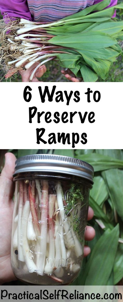 6 Ways to Preserve Ramps (Wild Leeks) Ramps Recipe, English Sweets, Wild Leeks, Pickled Ramps, Wild Ramps, Ramp Pesto, Natures Bounty, Canning Process, Food Shelf