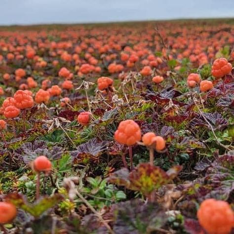 Canadian Landscapes | Cloudberries in Arviat, Nunavut | Facebook Nunavut Aesthetic, Canadian Arctic, Canada Photos, Explore Canada, Arctic Circle, Winter Design, Perfect Moment, Rock Garden, In This Moment