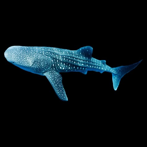 Whale Shark Top View, Shark Header, Ocean Homescreen, Shark Widget, Silly Sharks, Sea Mammal, Whale Sharks, Animal Icon, Iphone Homescreen Wallpaper