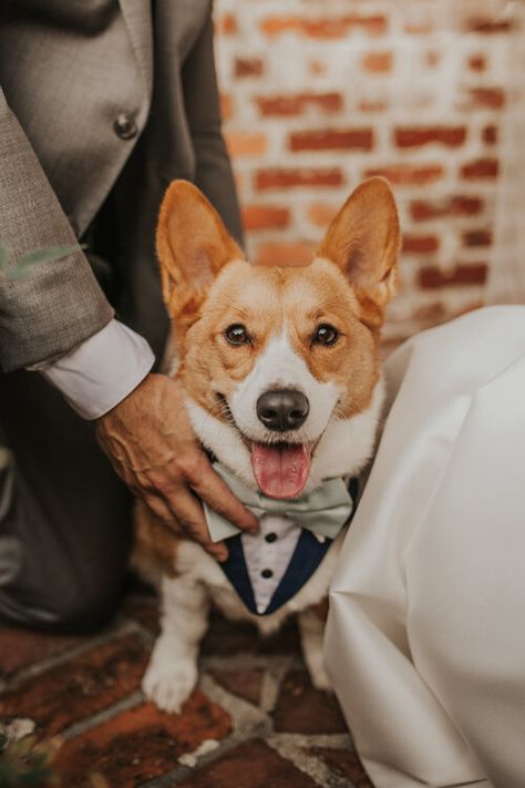 Corgi In Wedding, Corgi Engagement Photos, Wedding Including Dog, Corgi At Wedding, Corgi Wedding, Wedding Pic With Dog, Groom On Wedding Day, Corgi Dressed Up, Dog Of Honor