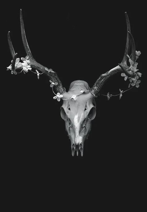 Deer Antler Art, Antlers Photography, Rustic Lodge Decor, Rustic Photography, Dark Beauty Photography, Antler Art, Animal Skull, Skulls And Bones, Surreal Photography