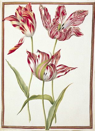 "In 17th-century Holland patterned tulips such as the Semper Augustus (image) were of enormous value, with single bulbs selling for 3000 guilders or more (about $1600 US today). The intricate lines and flame-like streaks produced stunning effects. We now know that these colorful patterns are caused by infection with potyviruses, which are filamentous plant viruses with positive-strand RNA genomes." Botanical Tattoo, Plant Illustration, Botanical Drawings, Flower Art Painting, Botanical Flowers, Botanical Illustration, Botanical Art, Botanical Prints, Flower Drawing