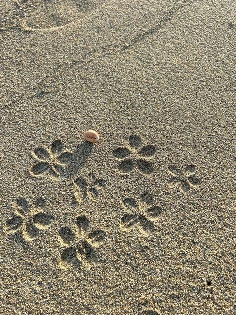 Shells Aesthetics, Flowers In Sand, Seashell Party, Shell Aesthetic, Pretty Shells, Beach Shells, Ocean Vibes, Summer Feeling, Summer Dream